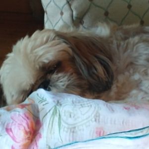 Meet your Posher, Katie